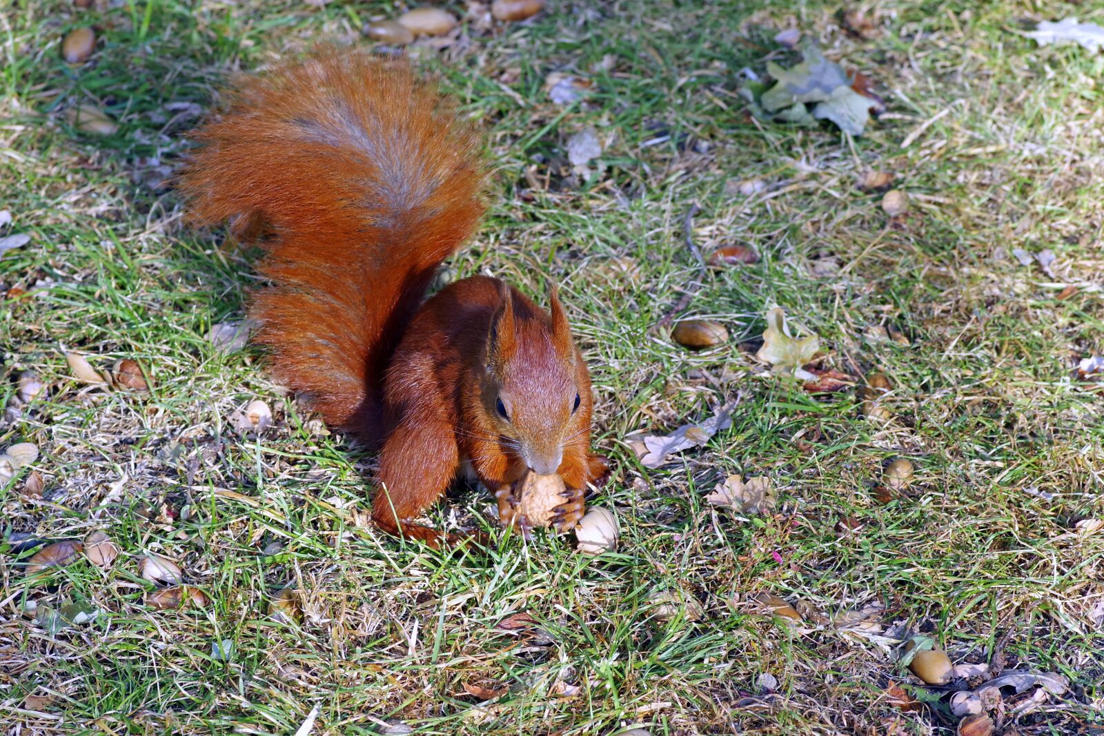Pentax K-S2 sample photo. The squirrel, ask, gather photography