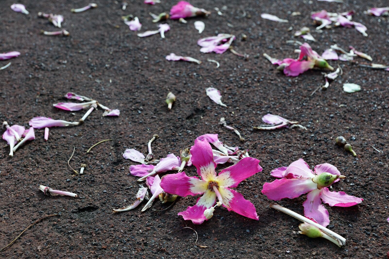 Sony ILCA-77M2 + Sony DT 16-50mm F2.8 SSM sample photo. Flower, hibiscus, ground photography