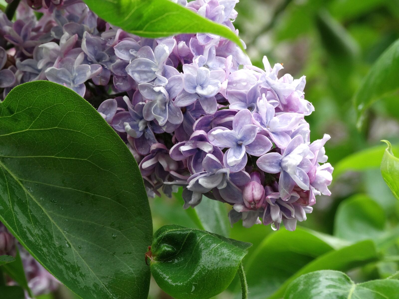 Sony Cyber-shot DSC-HX300 sample photo. Without, lilac, flowers photography