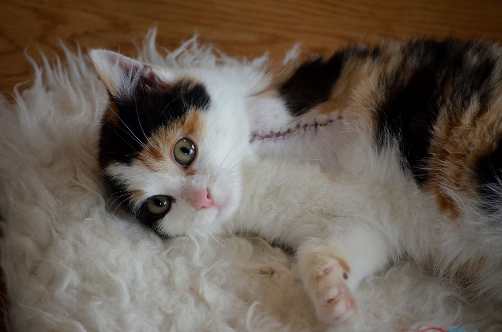 Nikon D5100 sample photo. Animal welfare, handicap, cat photography
