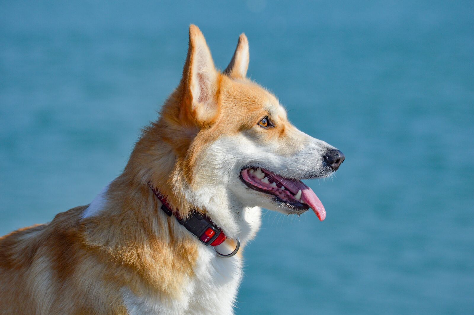 Nikon D3200 sample photo. Corgi, portrait, sweet photography