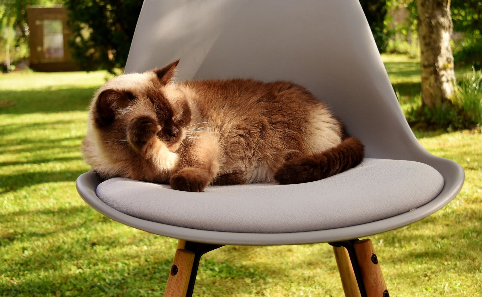 Nikon D7200 sample photo. British shorthair, cat, domestic photography