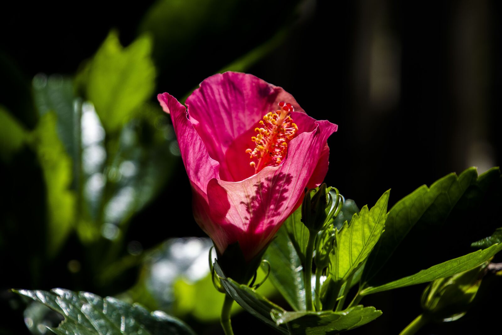 Nikon D7100 sample photo. Hibiscus, flower, stamen photography