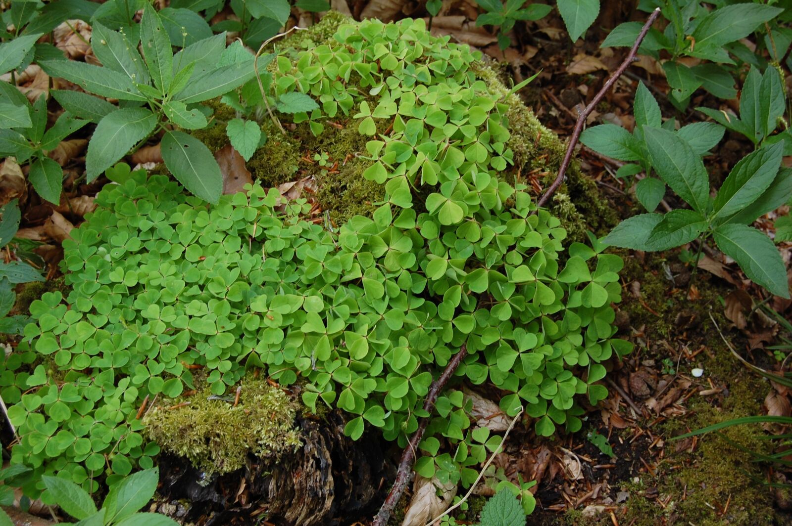Nikon D40 sample photo. Nature, green, leaves photography