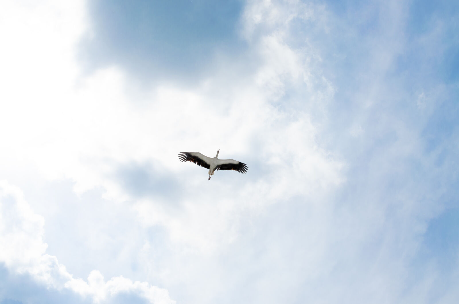 Nikon D5100 + Nikon AF-S DX Nikkor 35mm F1.8G sample photo. Air, animal, aviation, beak photography