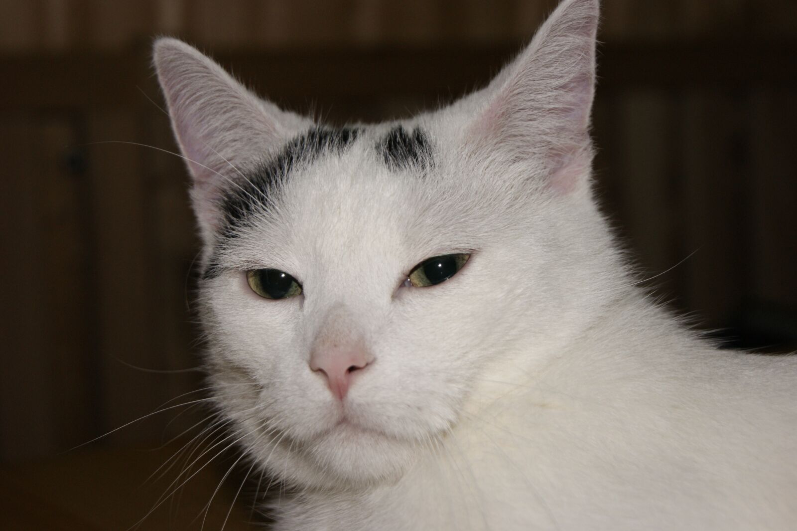 Sony Alpha DSLR-A290 sample photo. Cat, domestic cat, cat photography