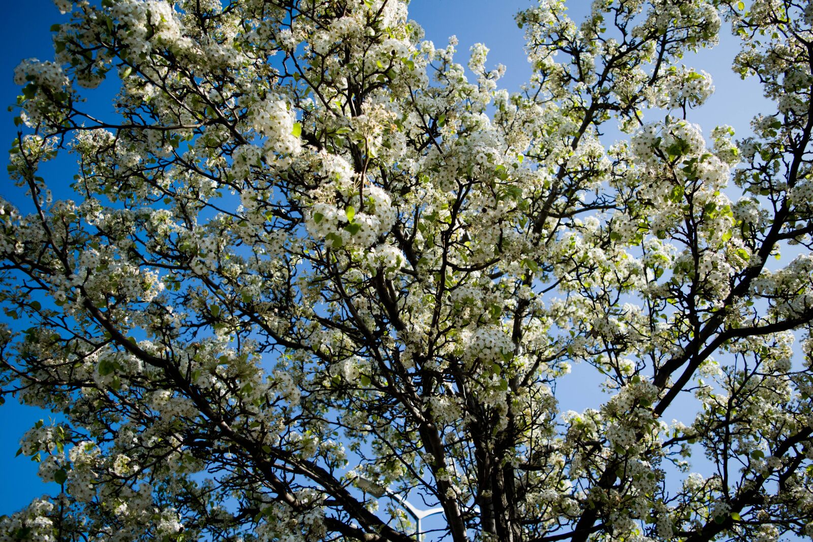 Nikon D5500 sample photo. Trees, flowers, blooms photography