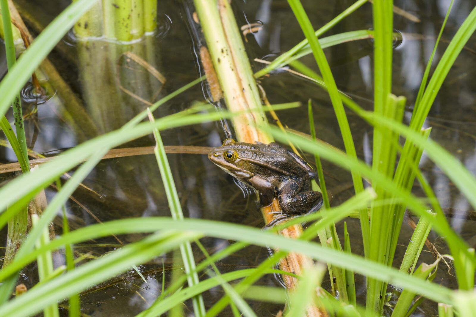 Canon EOS 400D (EOS Digital Rebel XTi / EOS Kiss Digital X) sample photo. Frog, water, high photography