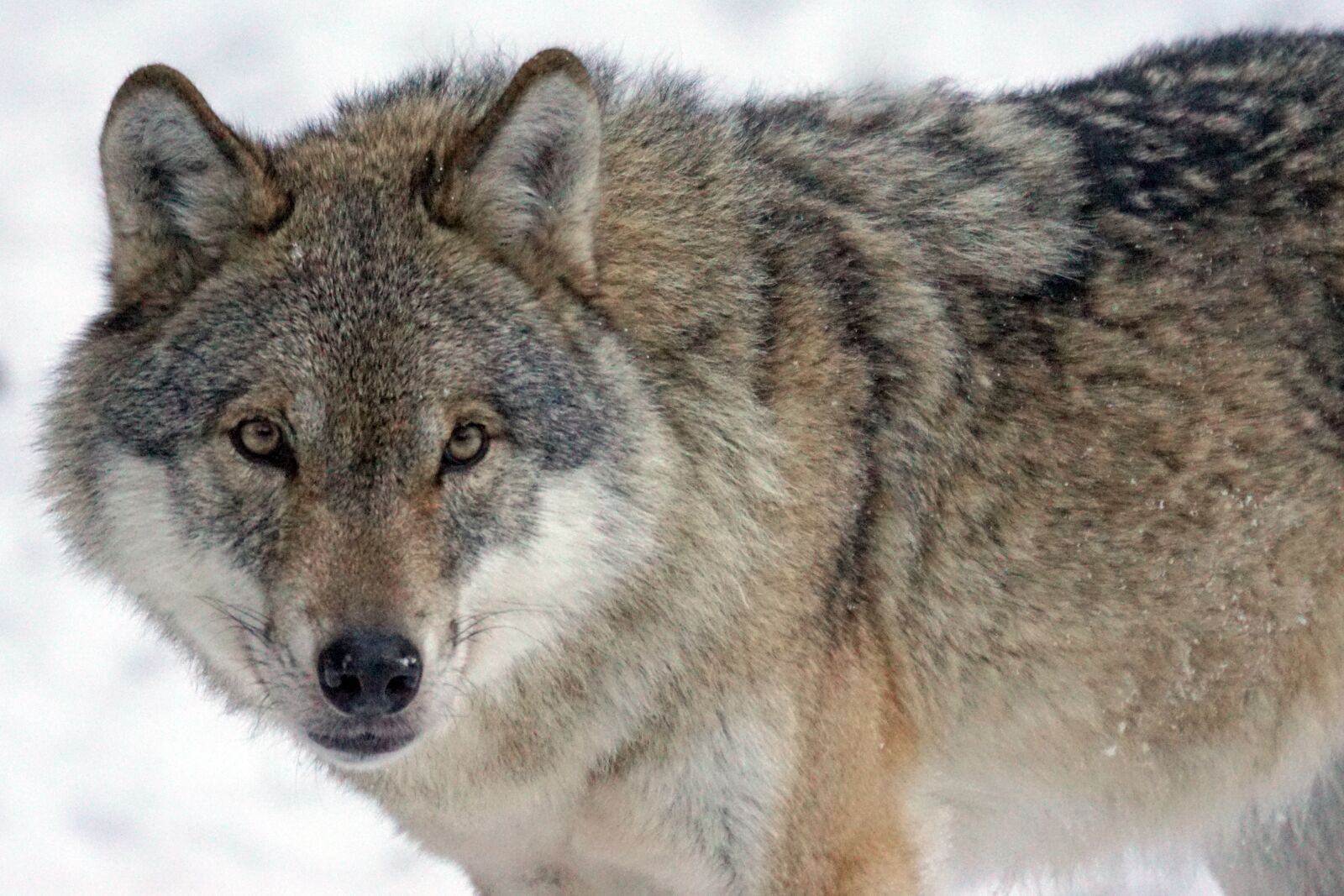 Sony 70-400mm F4-5.6 G SSM sample photo. Wolf, predator, carnivores photography