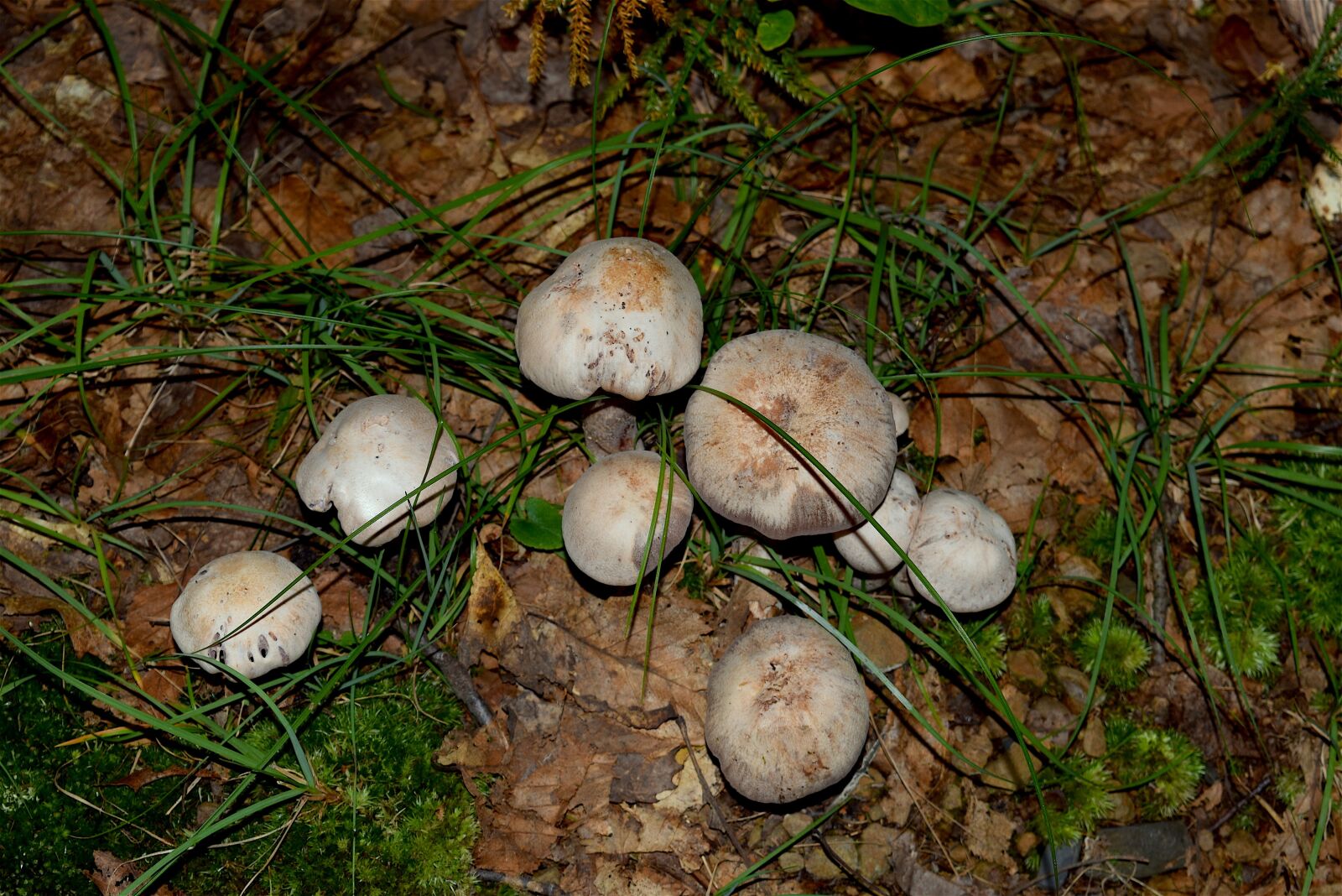 Nikon D3300 sample photo. Mushroom, grass, sunlight photography