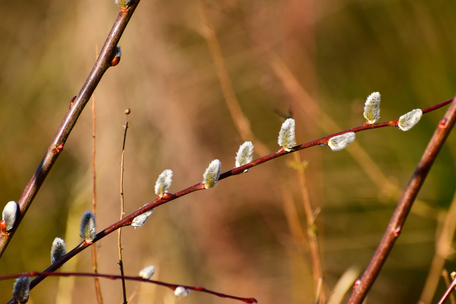 Nikon D5300 sample photo. Willow catkin, spring, sun photography