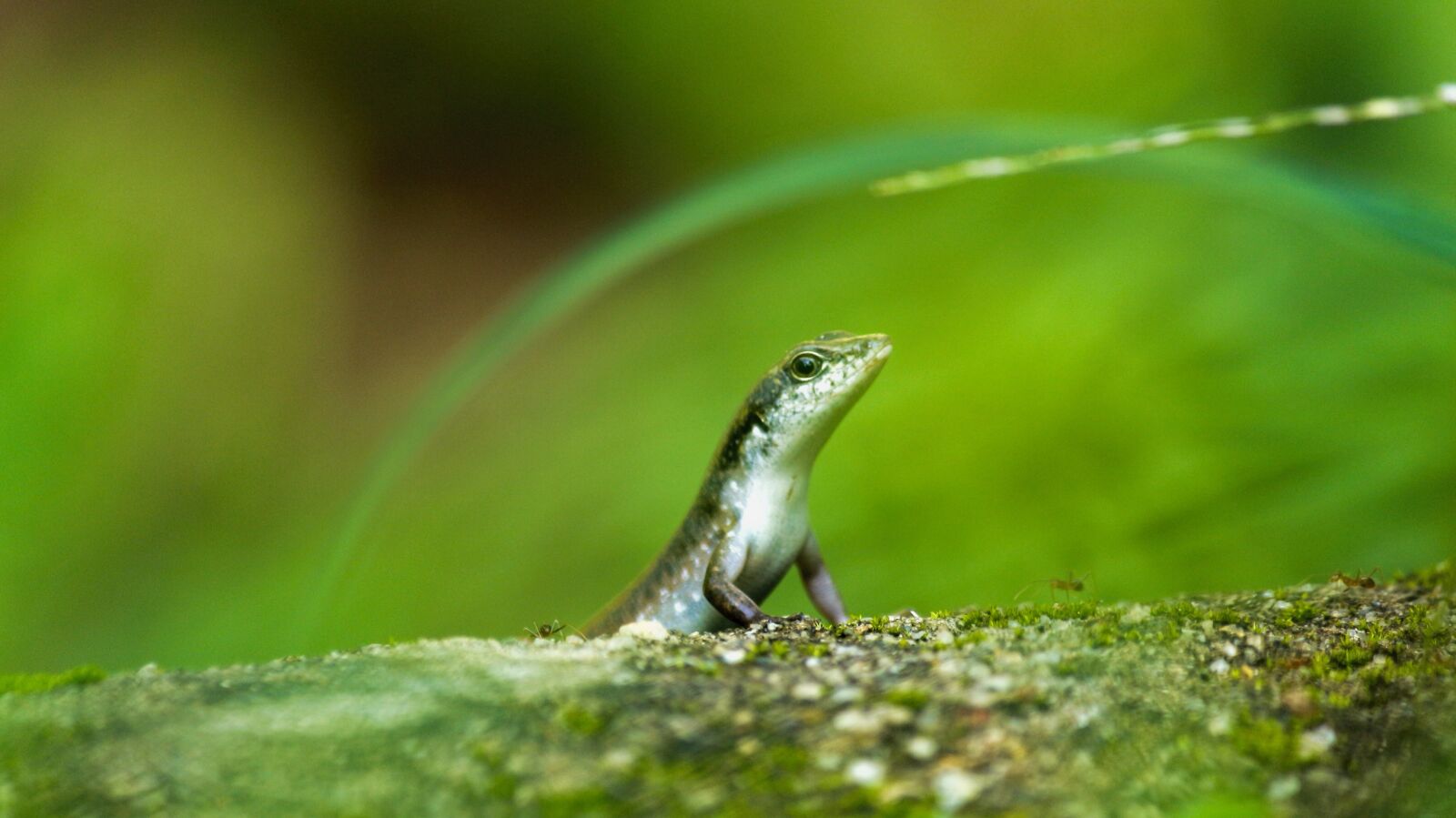 Canon EOS 700D (EOS Rebel T5i / EOS Kiss X7i) sample photo. Skink, lizard, animal photography