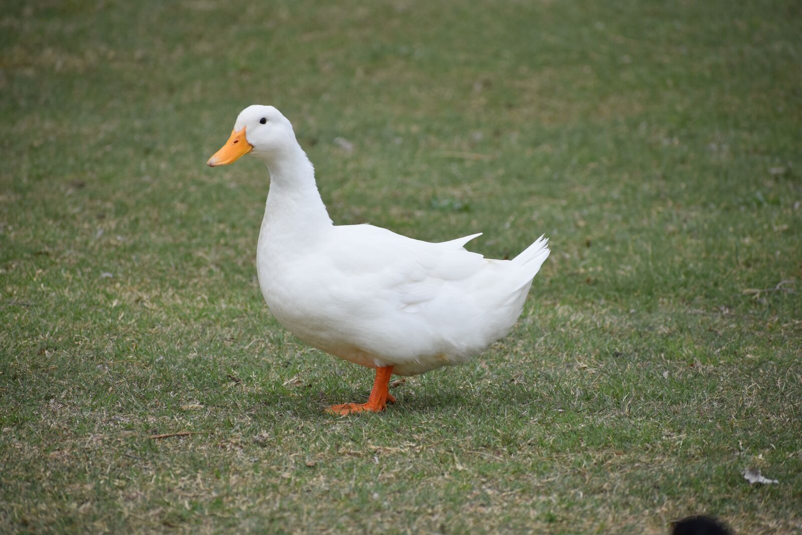 Nikon D5600 sample photo. Duck, white, animal photography