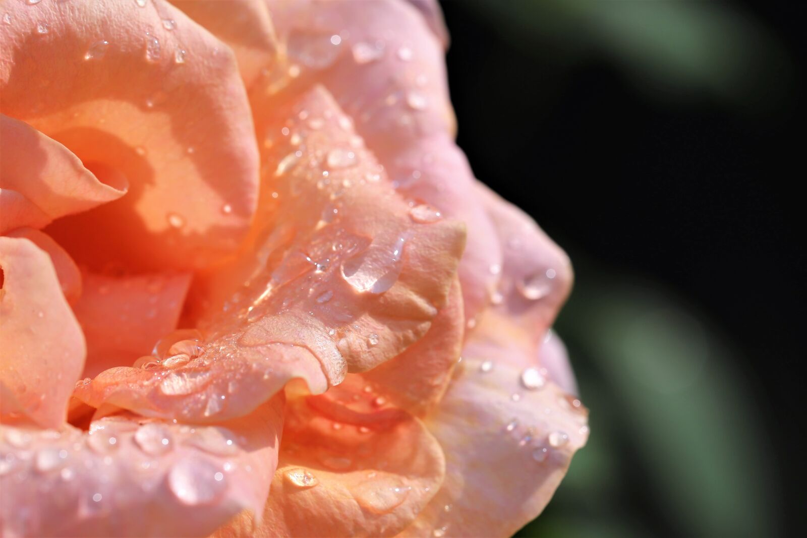 Canon EOS 6D sample photo. Rain drops on rose photography