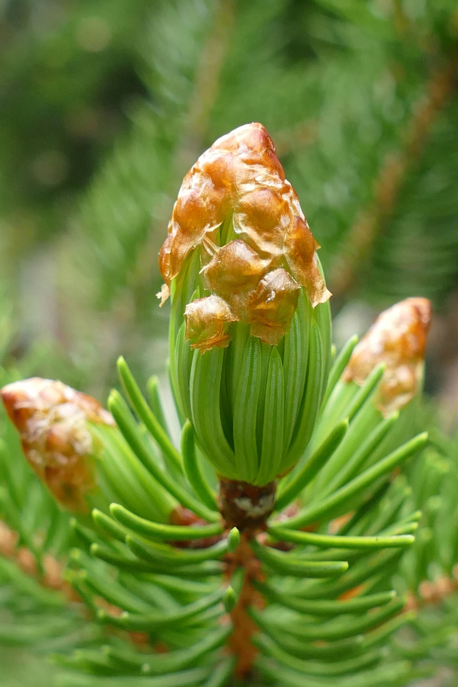 Panasonic Lumix DMC-FZ1000 sample photo. Conifer, flora, cover photography