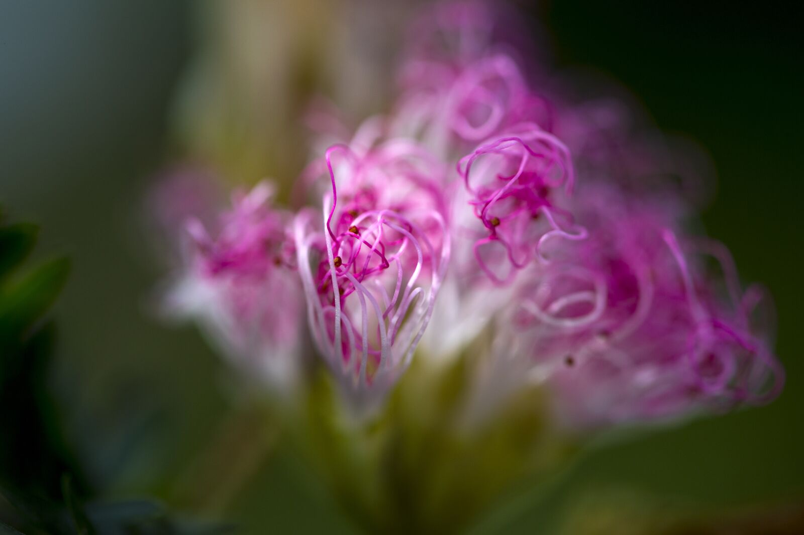 Nikon D4S sample photo. Flower, macro photography, tropical photography