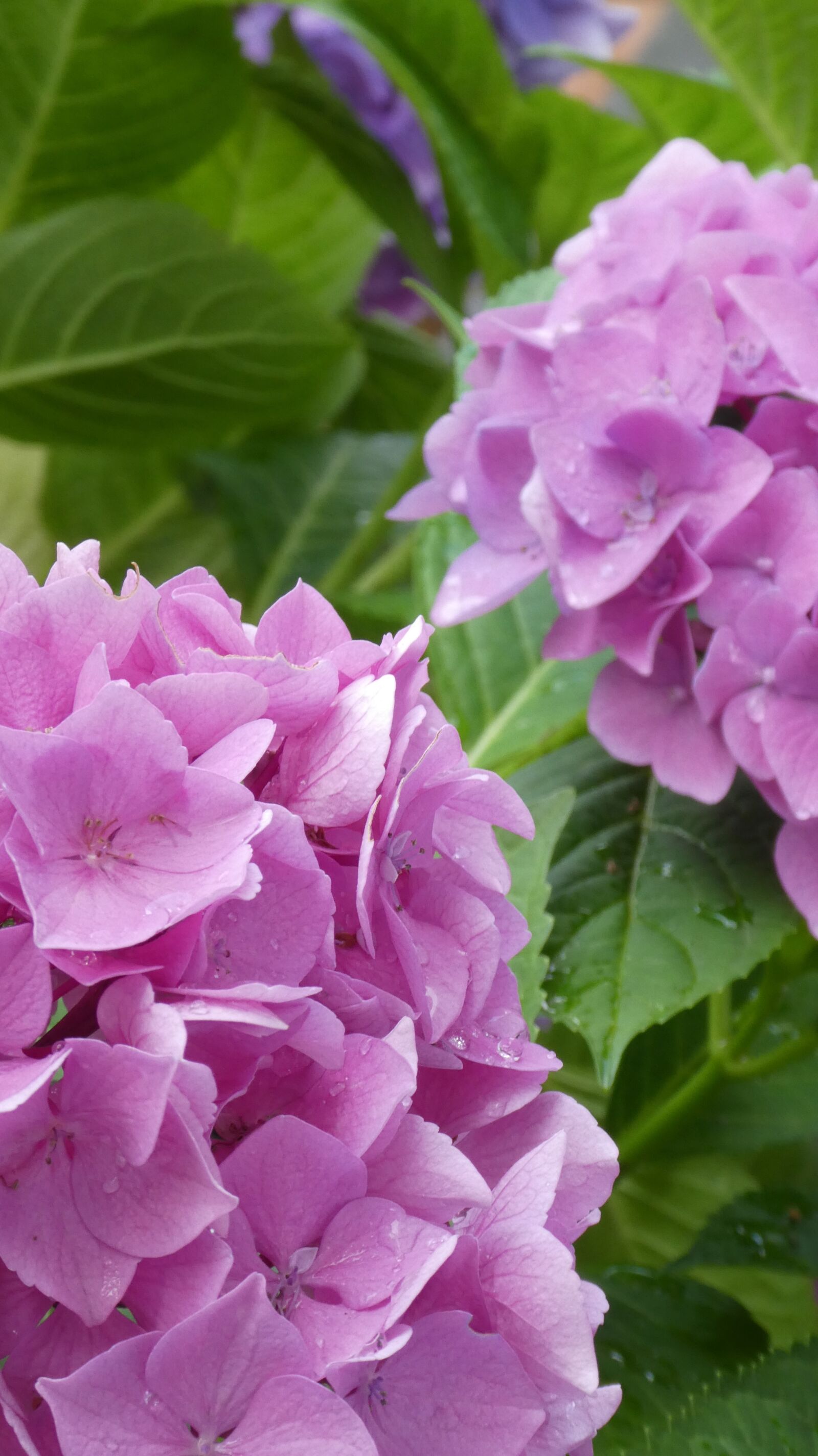 Panasonic DMC-TZ81 sample photo. Hydrangea, close up, gentle photography