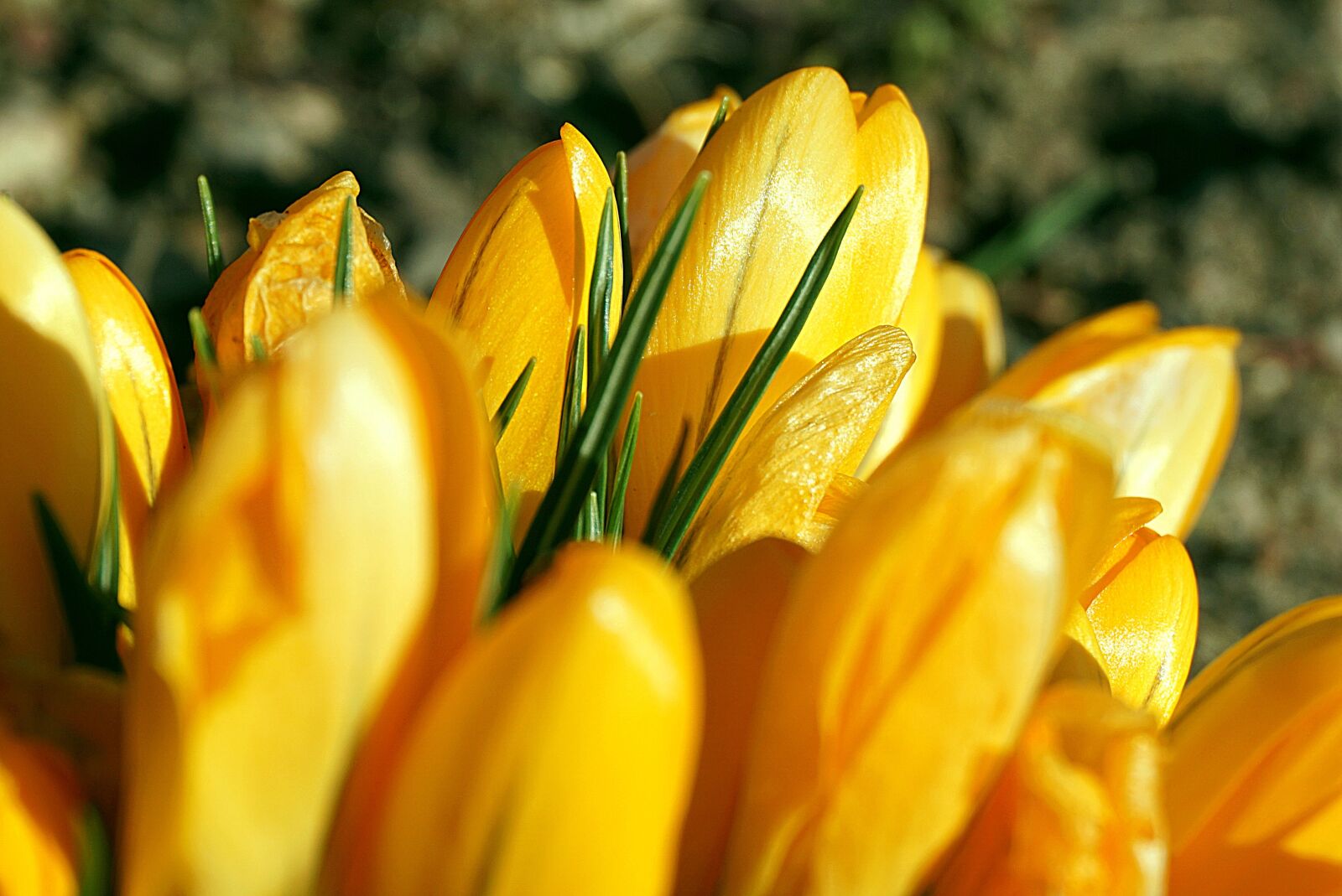 Sony a6000 sample photo. Crocuses yellow, flowers, saffron photography