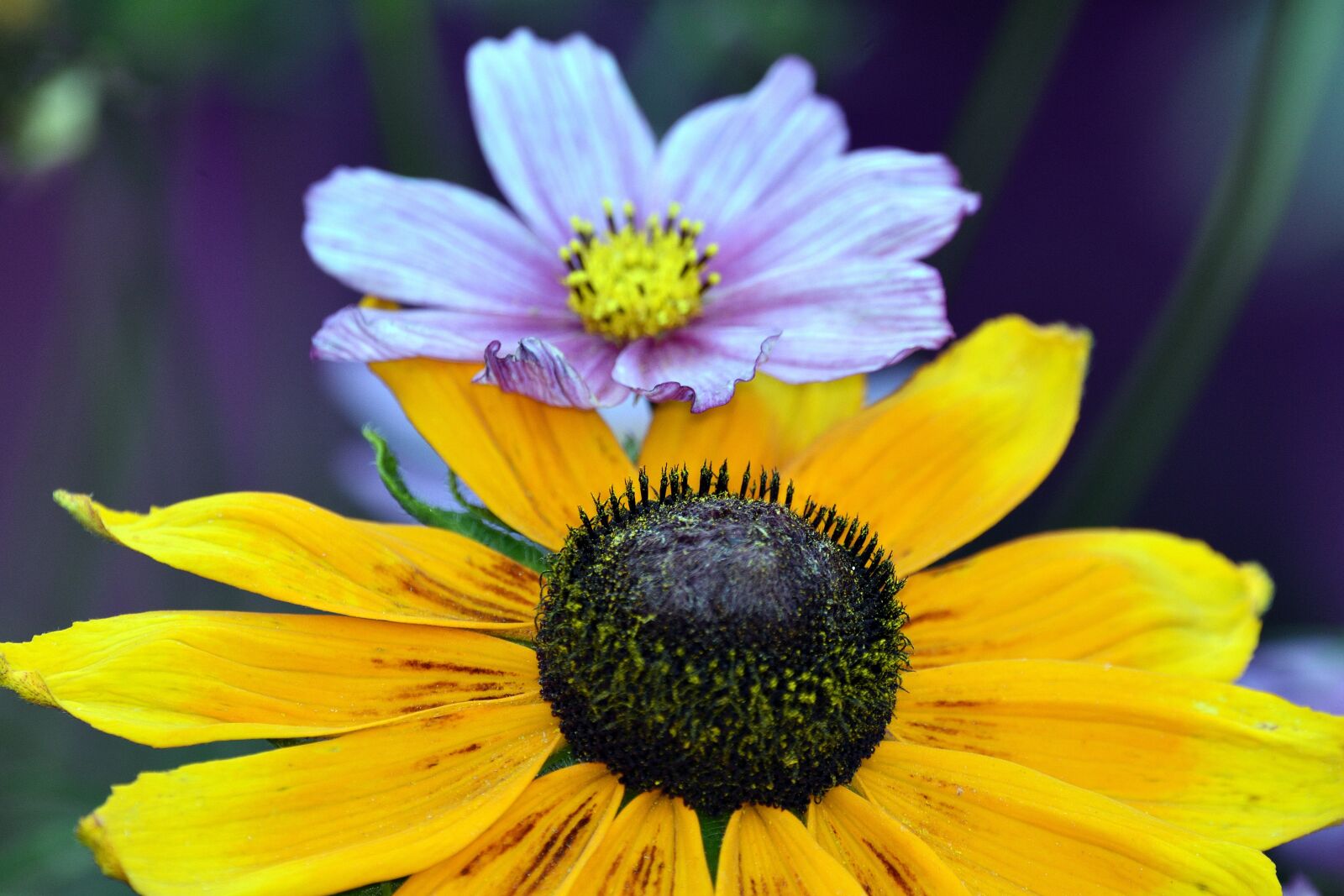 Nikon D3400 sample photo. Flower, plant, garden photography