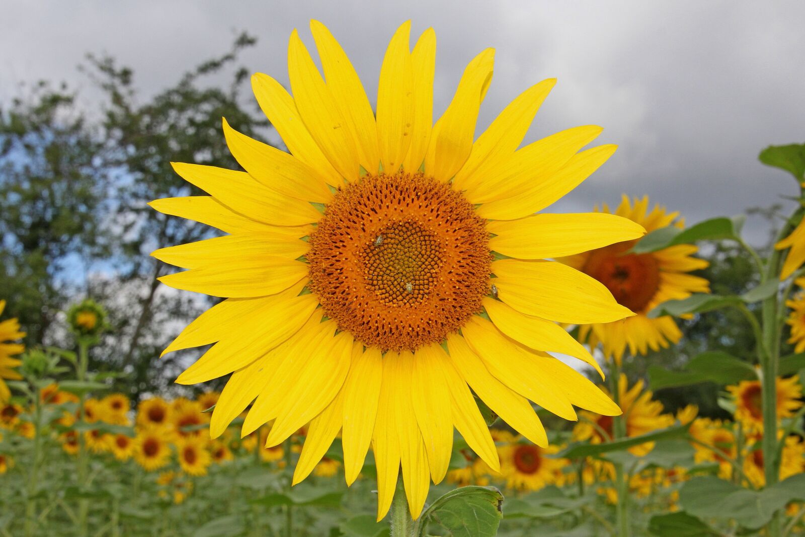 Canon EOS 60D sample photo. Sunflower, nature, flower photography