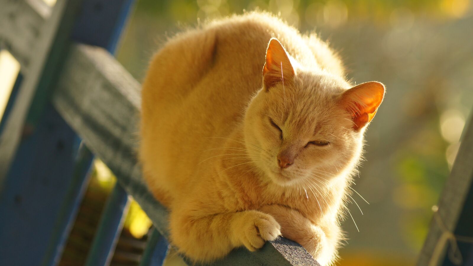 Sony SLT-A55 (SLT-A55V) sample photo. Cat, house, of the photography