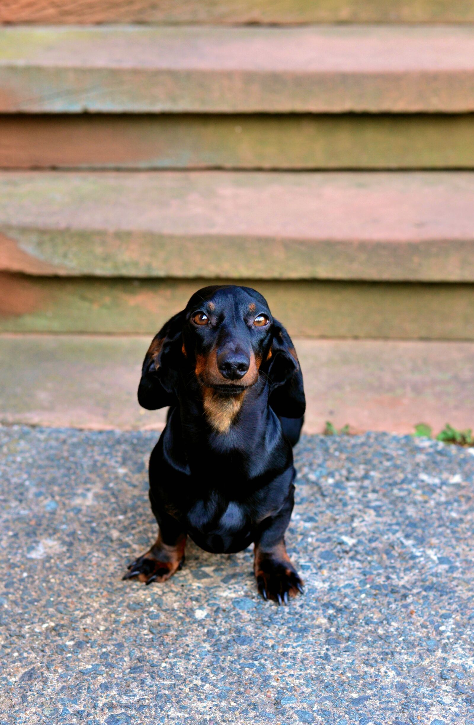 Nikon D610 sample photo. Dog, dachshund, animal photography