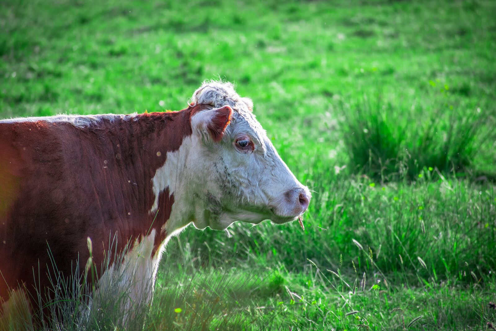 Nikon D3300 sample photo. Animal, brown, calf photography