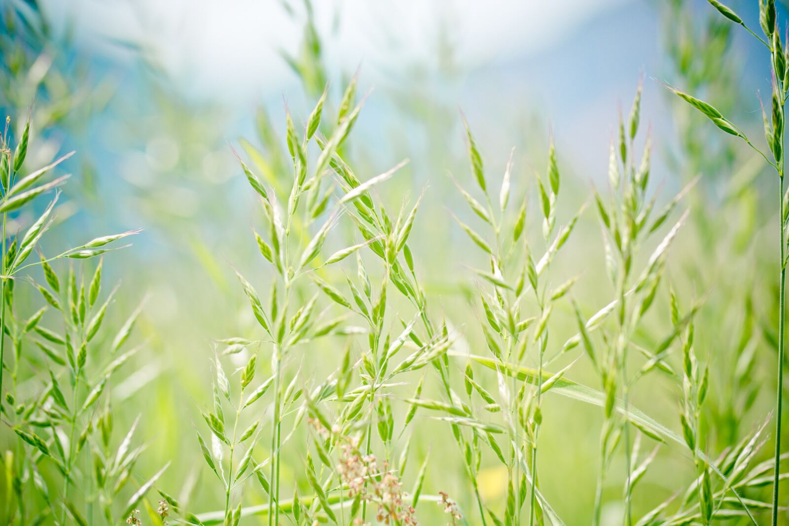 Nikon D7100 sample photo. Pointed-fescue, licorice, ear photography
