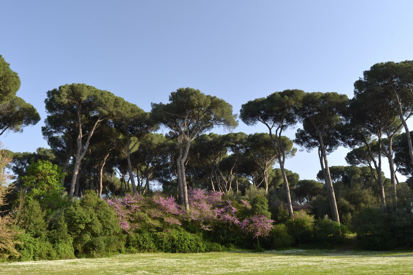 Nikon D3100 sample photo. Rome, villa ada, pini photography