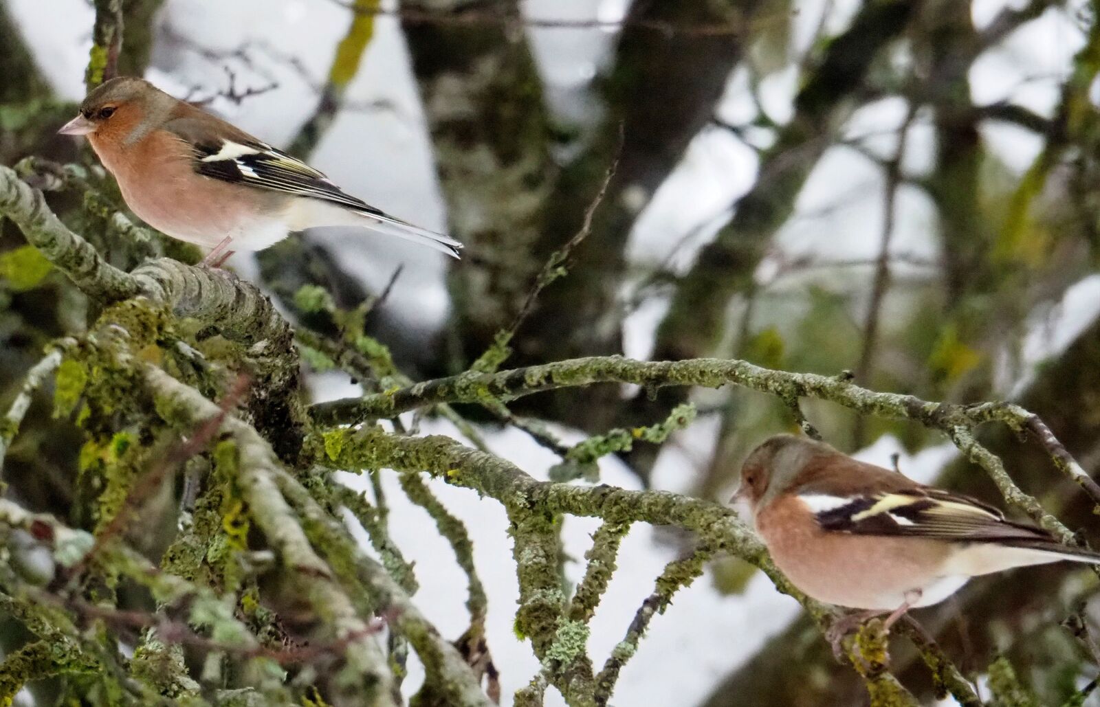 Olympus OM-D E-M10 III sample photo. Chaffinch, nature, birds photography