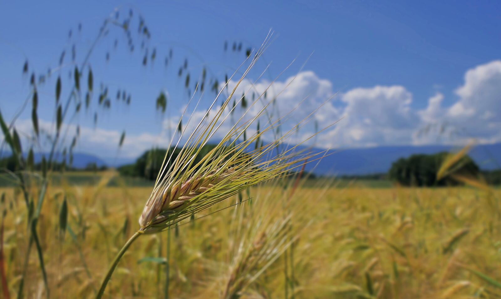 Panasonic Lumix DMC-FZ2500 (Lumix DMC-FZ2000) sample photo. Spikes, barley, field photography