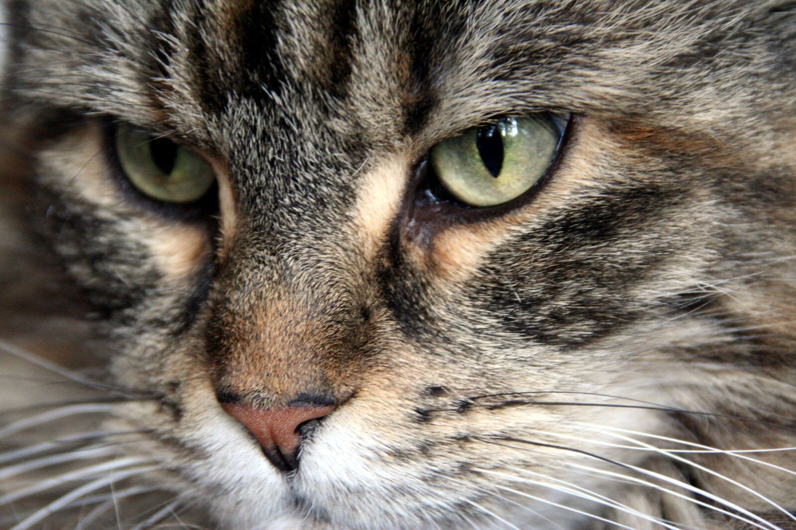 Canon EOS 350D (EOS Digital Rebel XT / EOS Kiss Digital N) sample photo. Maine coon, cat, cat photography