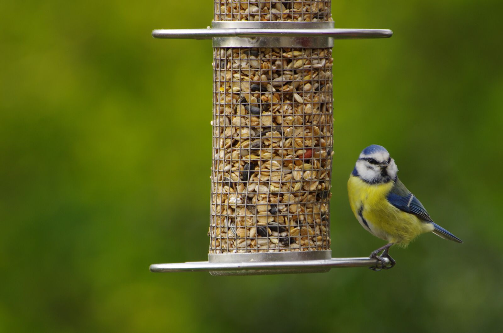 Pentax K-5 sample photo. Blue tit, nature, bird photography