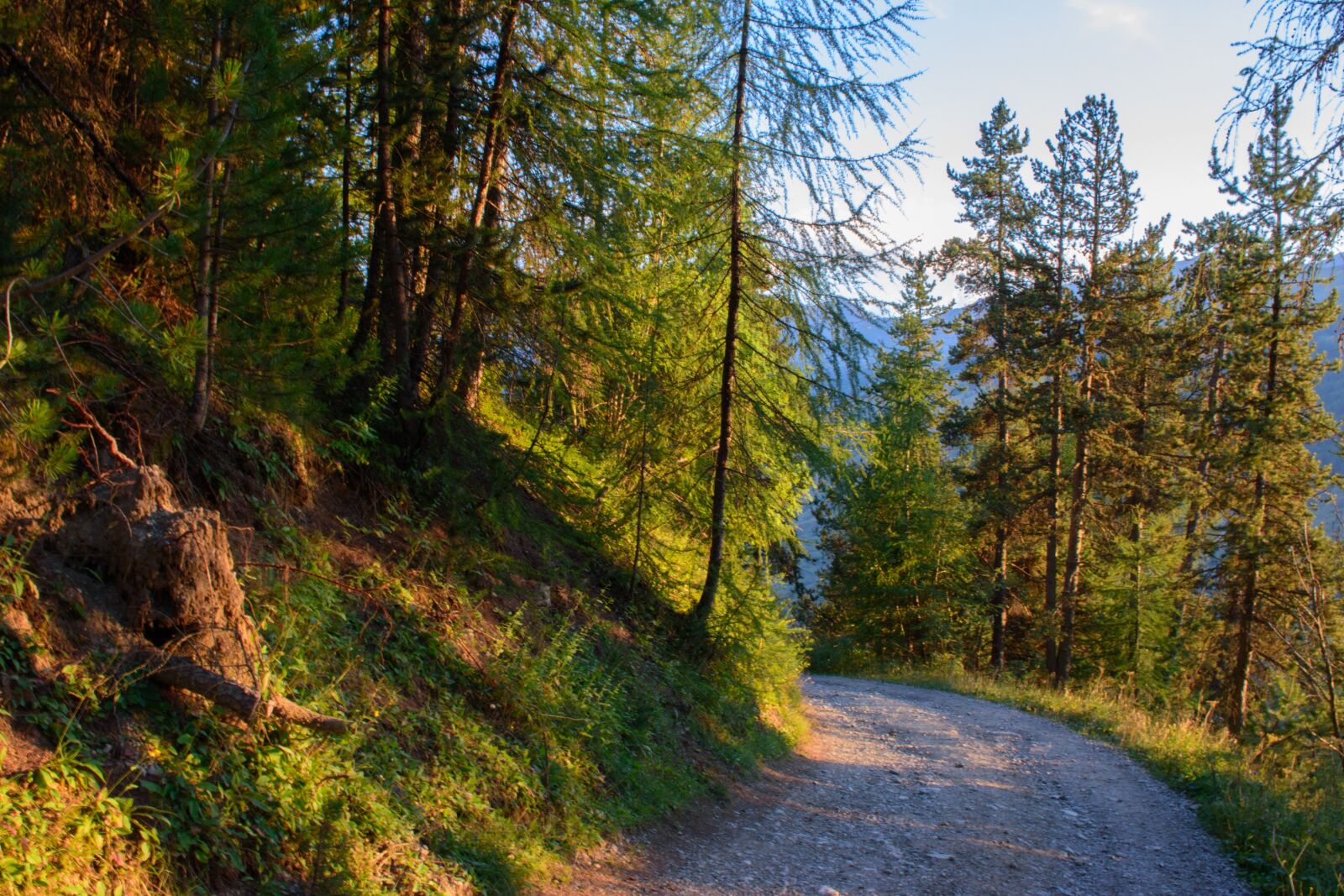 Nikon D5500 sample photo. Road, mountain, fir photography