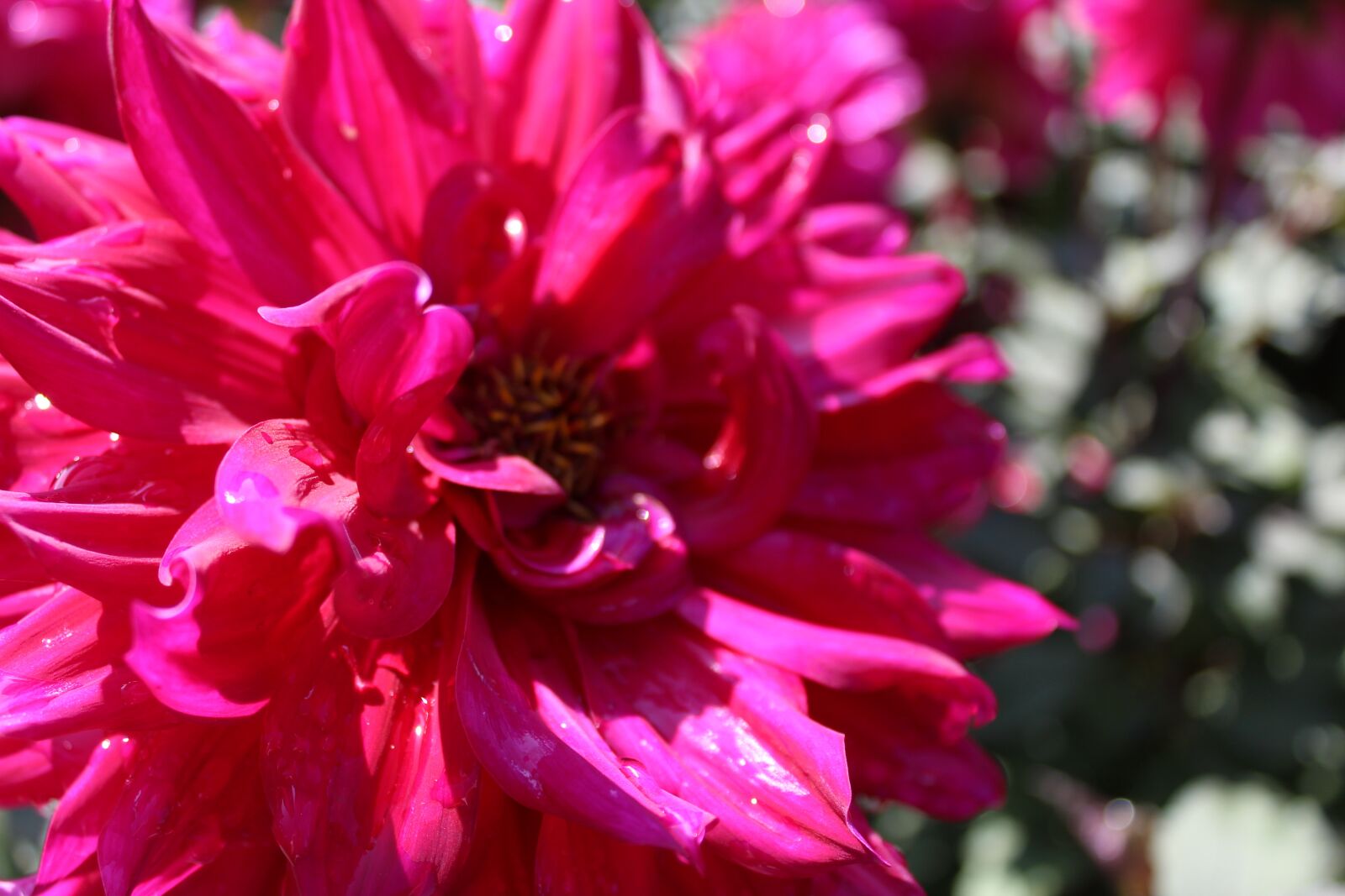 Canon EOS 1300D (EOS Rebel T6 / EOS Kiss X80) sample photo. Dahlia, flower, flower garden photography