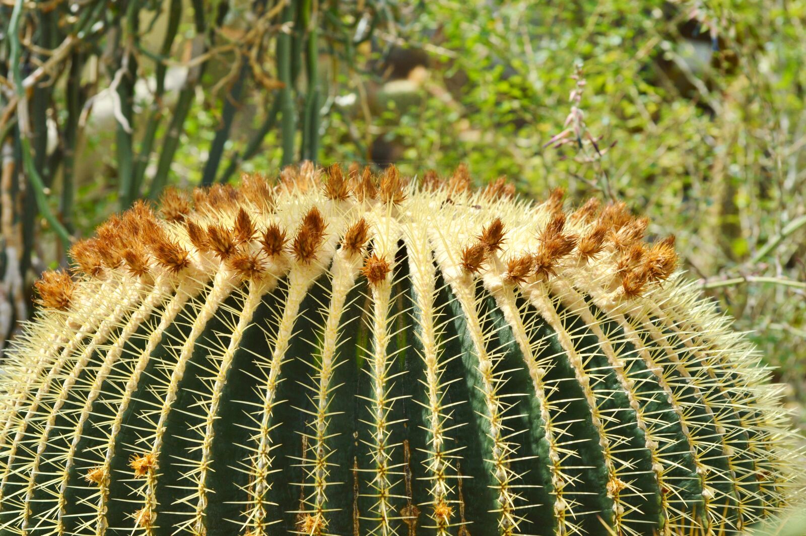 Nikon D3200 sample photo. Cactus, spur, green photography