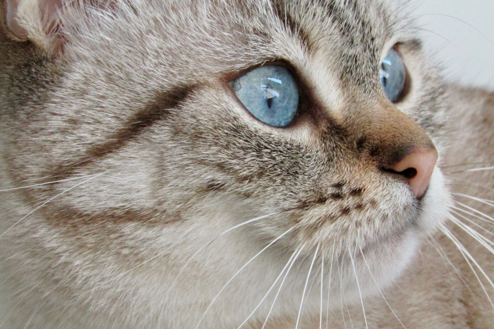 Canon PowerShot SX410 IS sample photo. Cat, white, grey photography