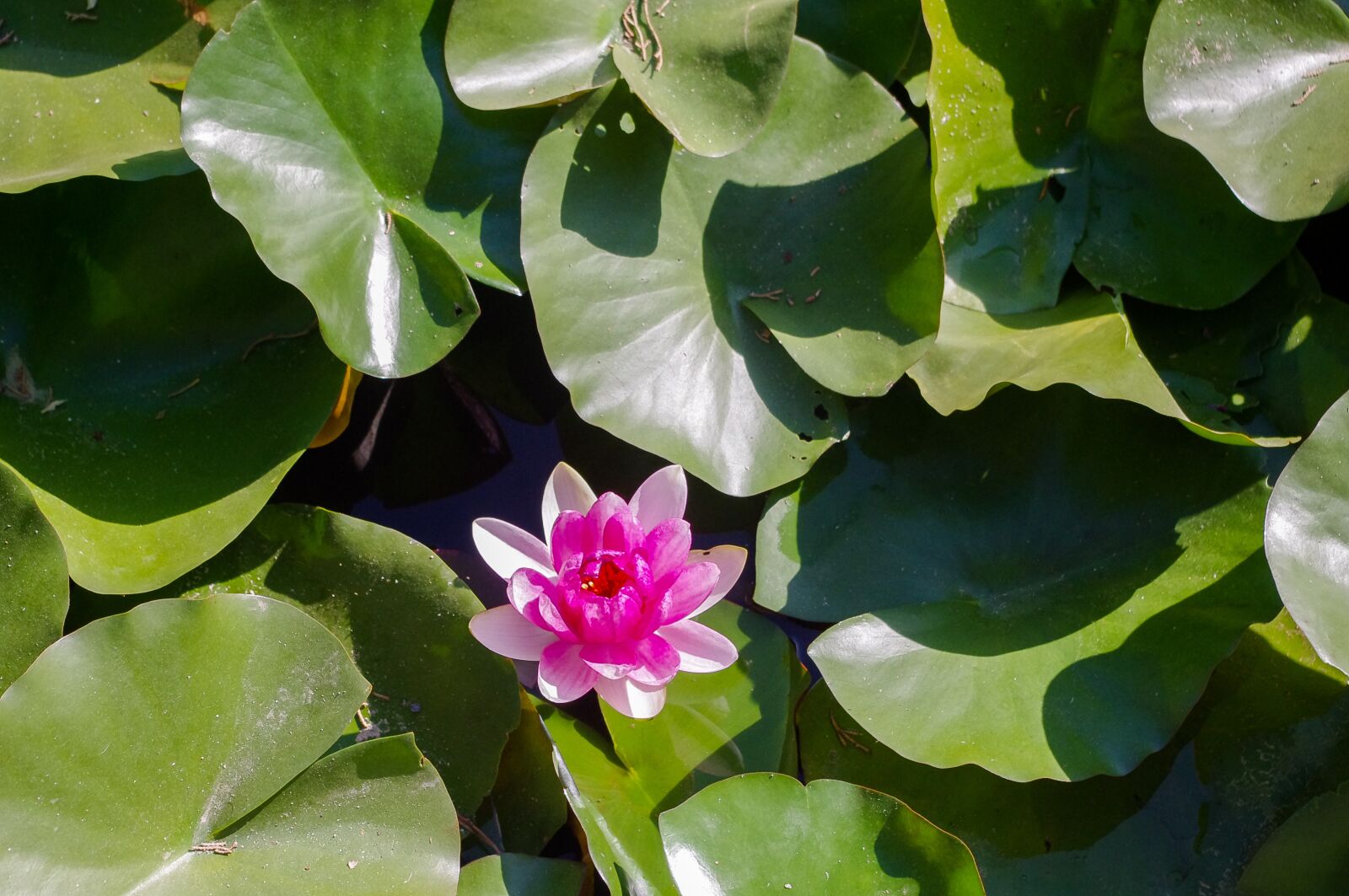 smc PENTAX-DA L 18-55mm F3.5-5.6 sample photo. Plant, nature, flower photography
