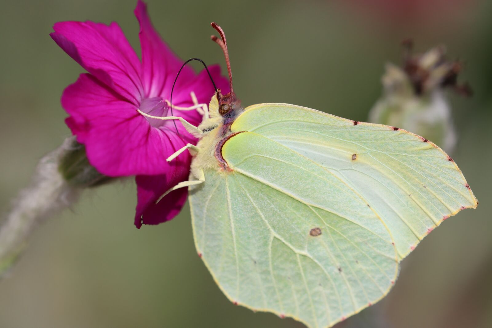 Canon EOS 90D sample photo. Drexel, gonepteryx rhamni, butterfly photography