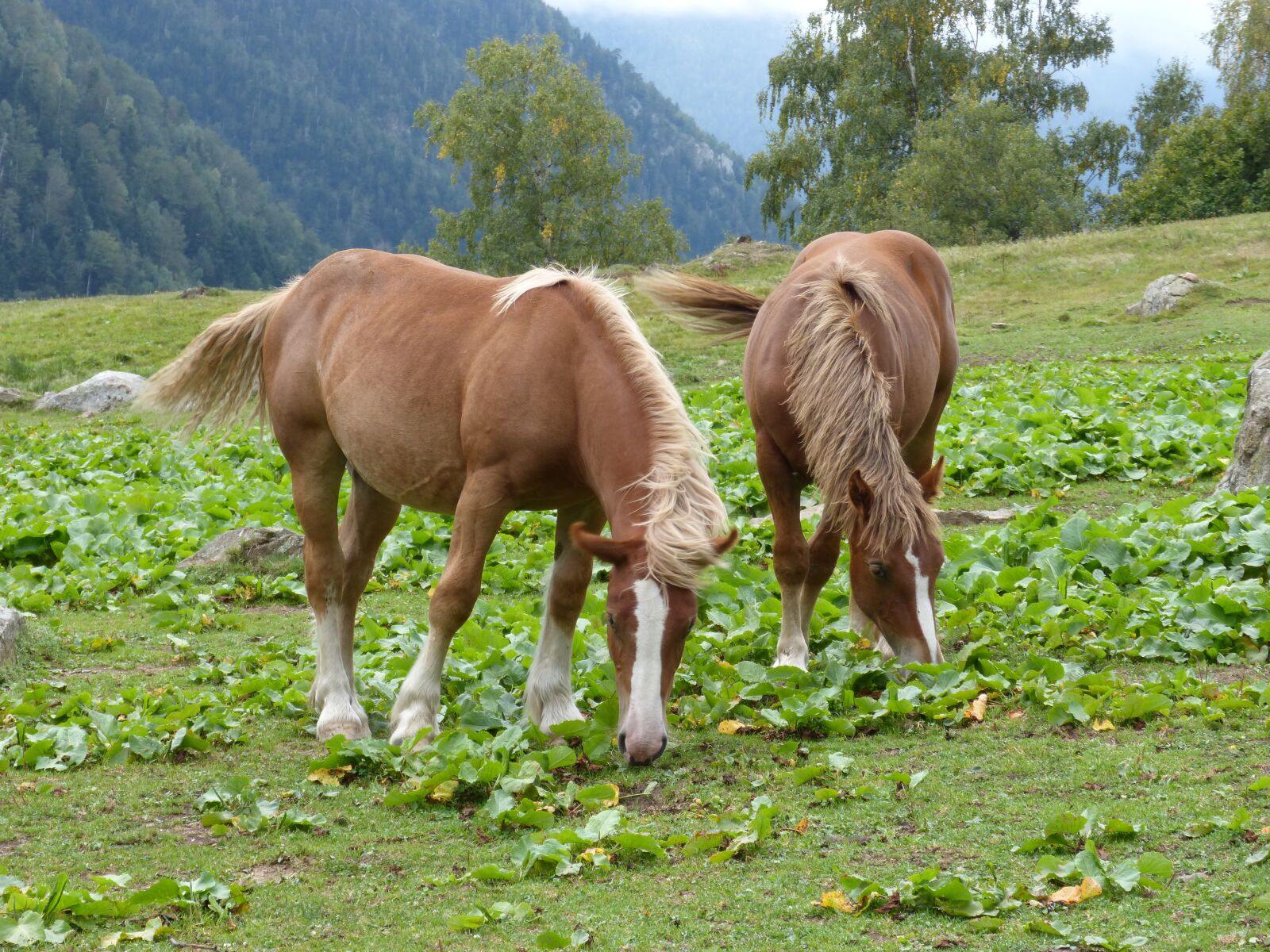 Panasonic DMC-FZ62 sample photo. Horses, prado, pacer photography