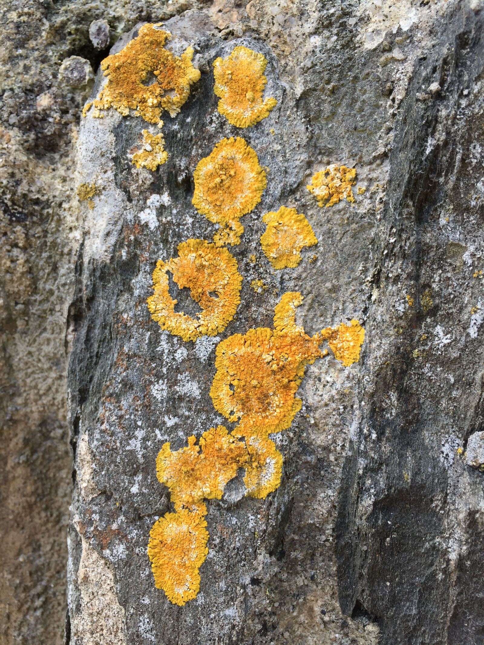Apple iPhone 6 sample photo. Lichen, nature, rock photography