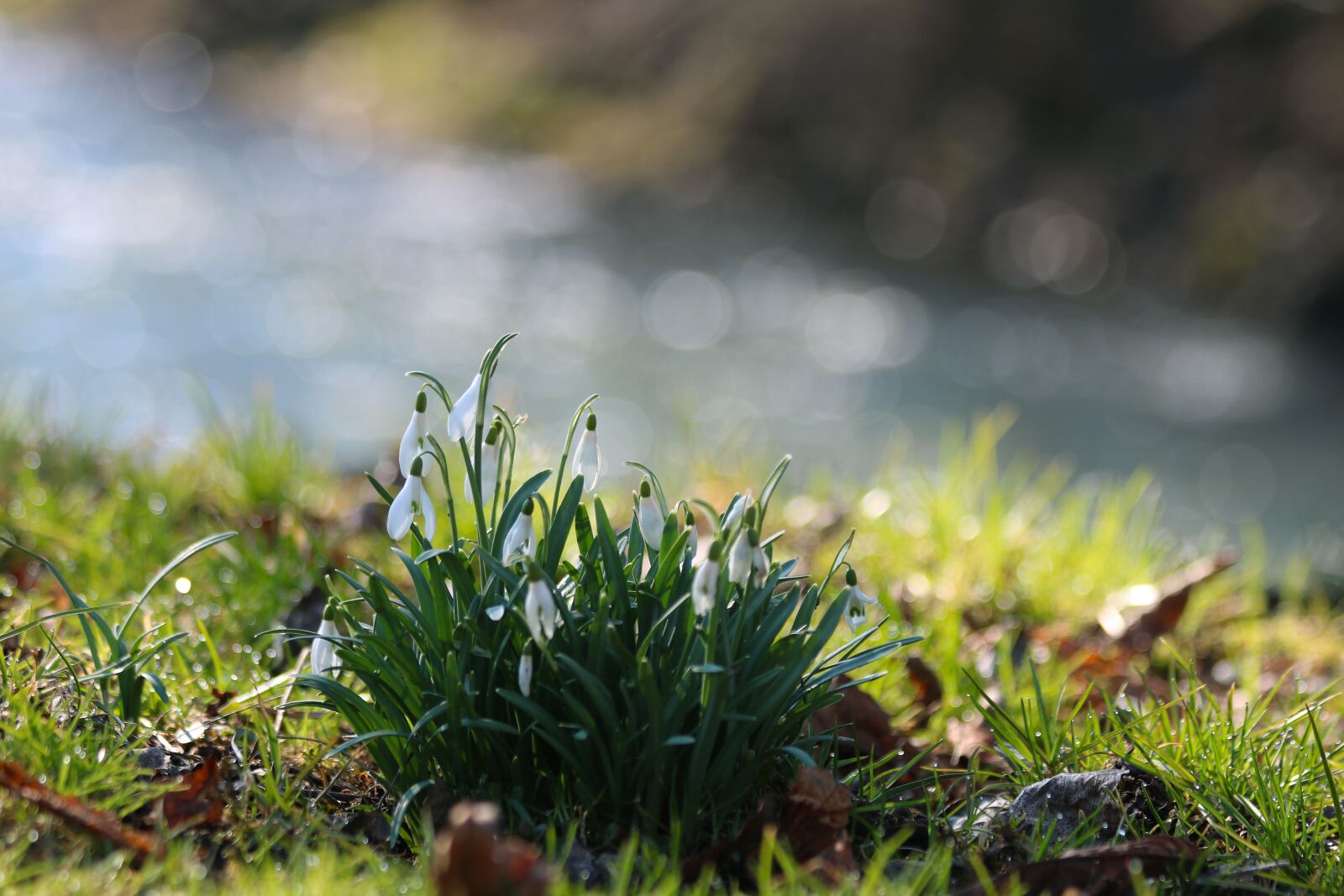 Canon EF 70-300mm F4-5.6 IS USM sample photo. Snowdrops, plants, flower bulbs photography