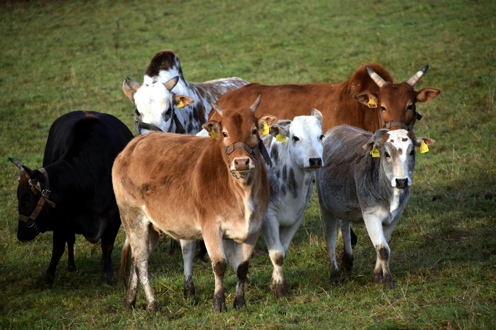 Nikon D3300 sample photo. Zebu, zebuherde, cattle photography