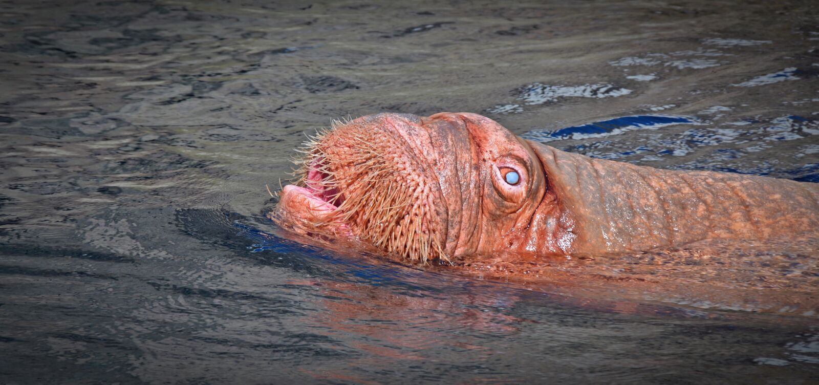 Nikon D5200 sample photo. Walrus, animal, mammal photography