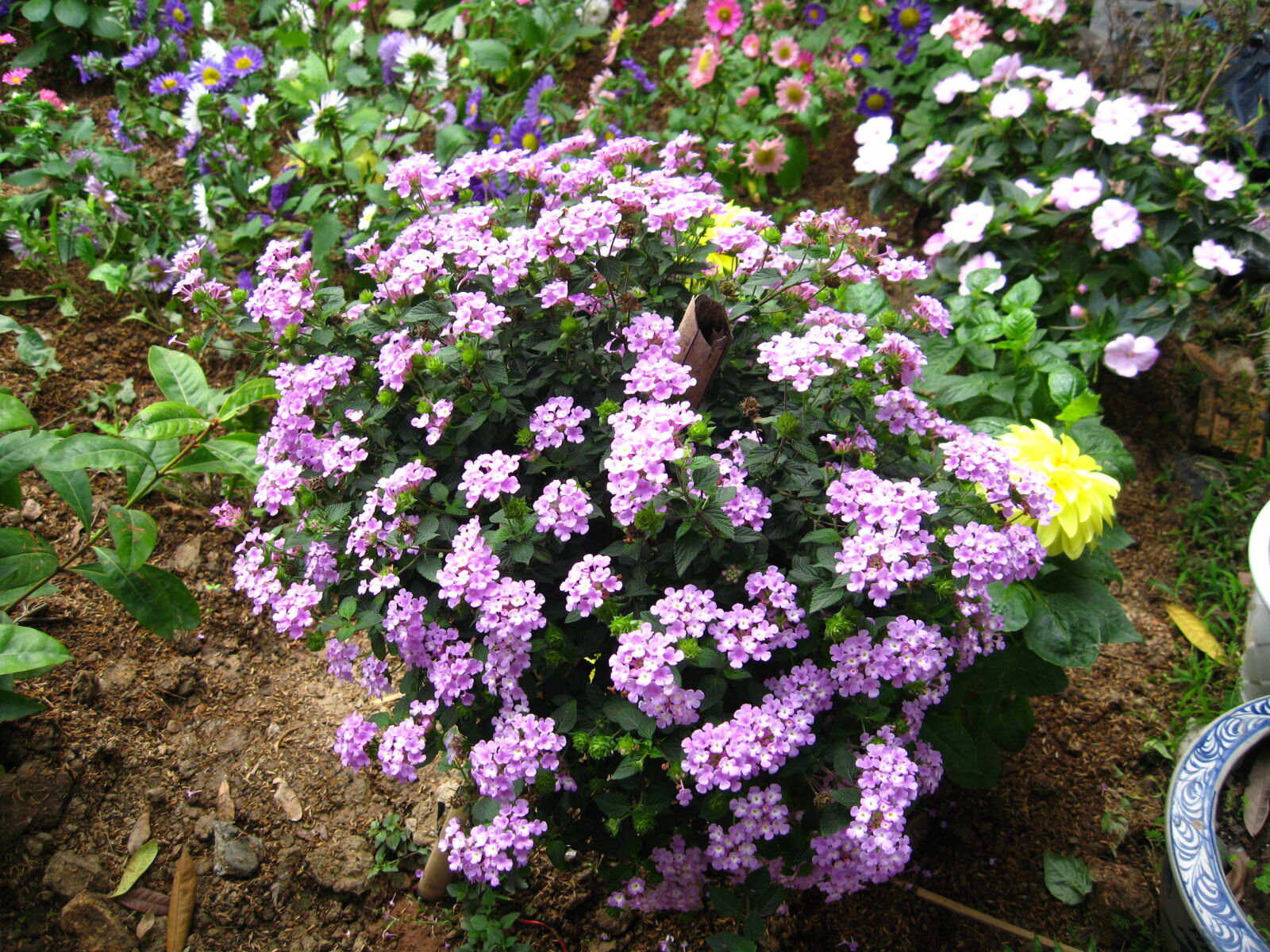 Canon IXY DIGITAL 1000 sample photo