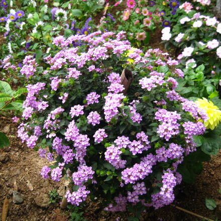 Canon IXY DIGITAL 1000 sample photos - ExploreCams