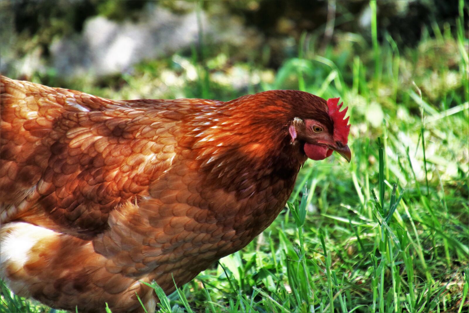 Canon EOS 80D sample photo. Birds, nature, poultry photography