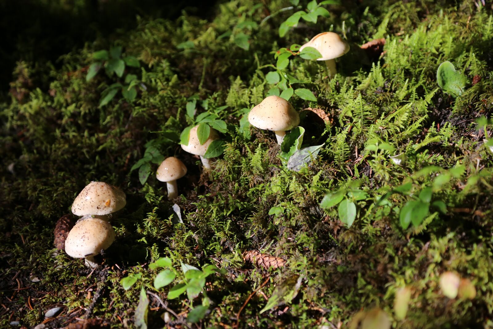Canon EOS 6D + Canon EF 24-105mm F4L IS USM sample photo. Paddestoel, mushroom, wood photography