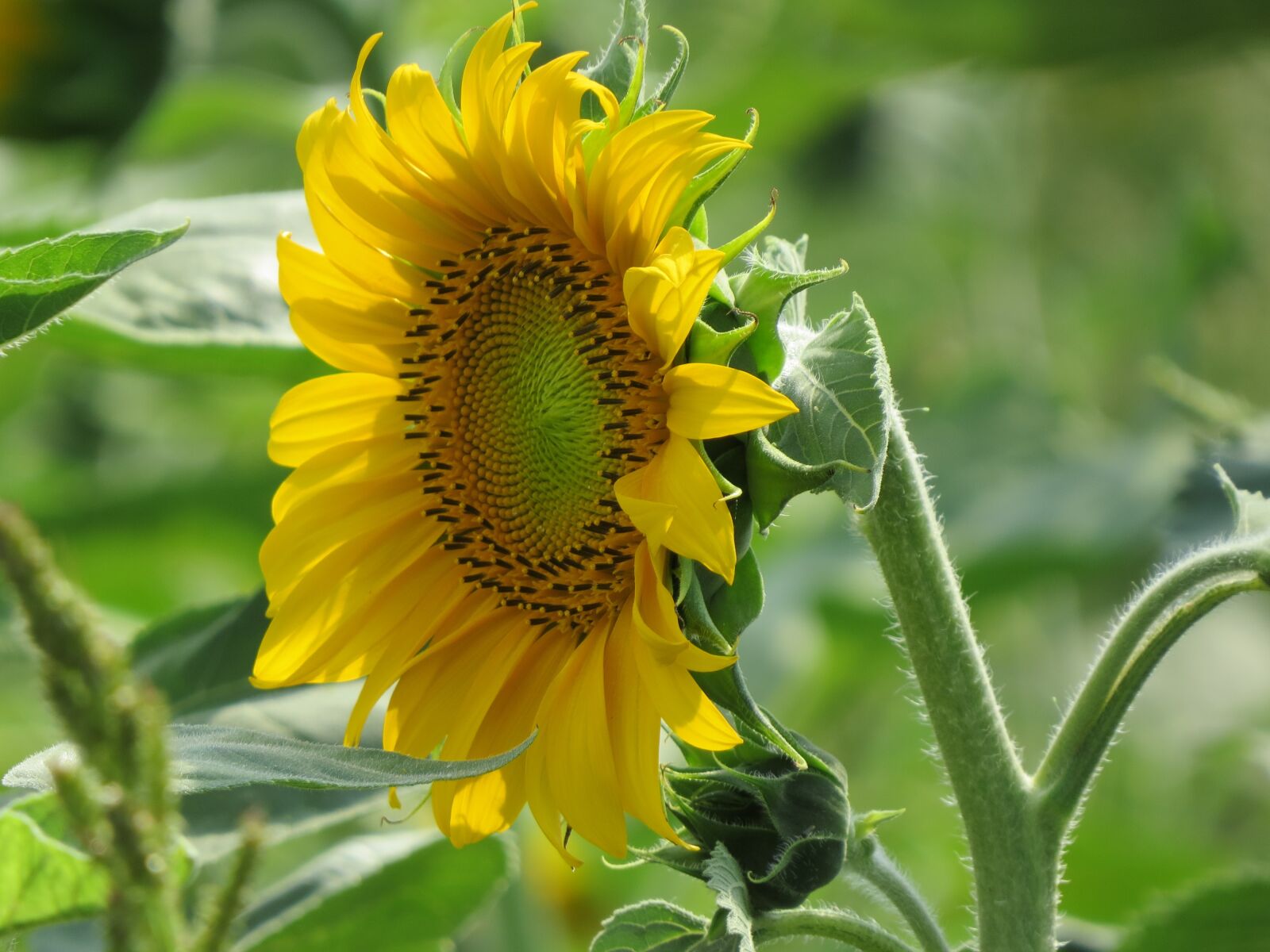 Canon PowerShot SX50 HS sample photo. Sunflower, plant, summer photography