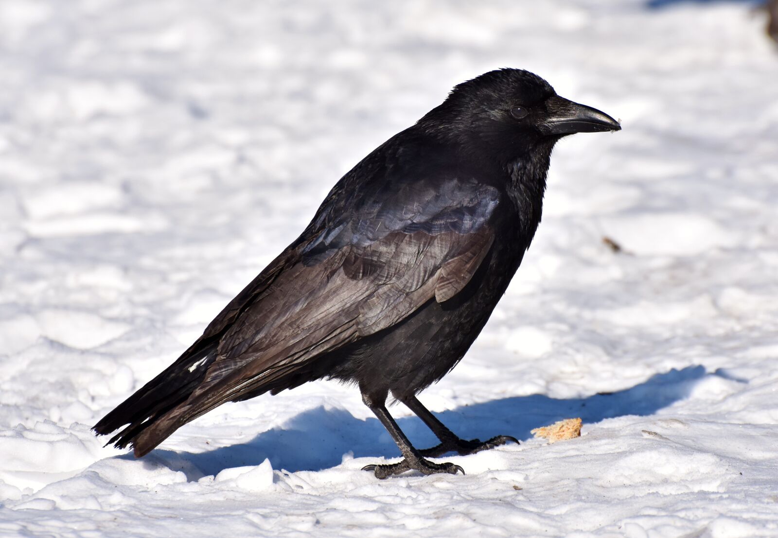 Nikon D7200 sample photo. Raven, crow, raven bird photography